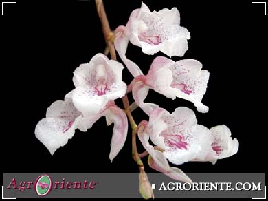 Orquídeas - Rodriguezia batemani